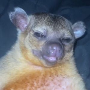 Meet your Posher, Devin